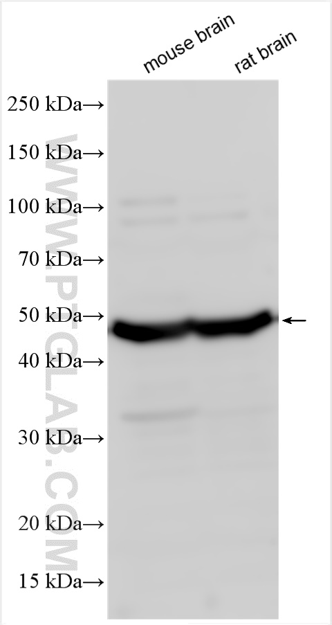 WB analysis using 22425-1-AP