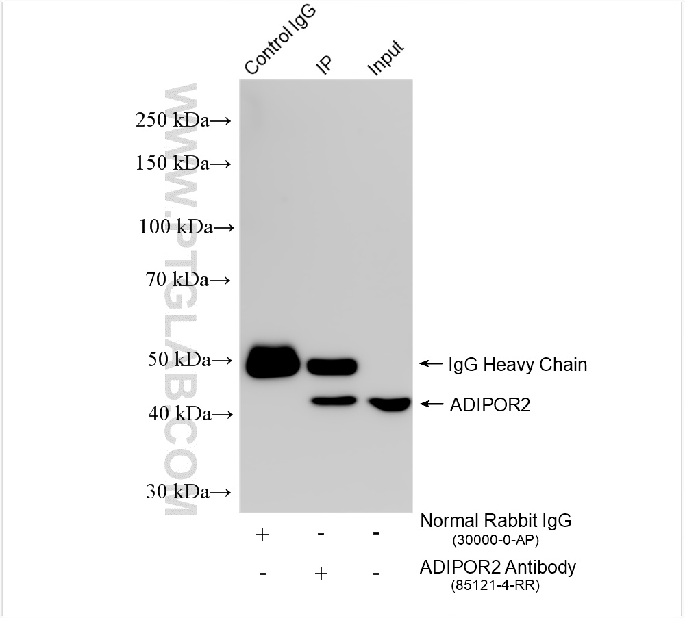 IP experiment of mouse liver using 85121-4-RR