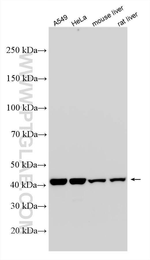 WB analysis using RMX00098