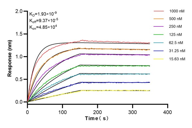 Affinity and Kinetic Characterization of 60019-2-Ig