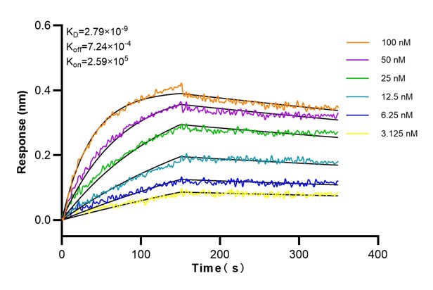 Affinity and Kinetic Characterization of 60070-1-Ig
