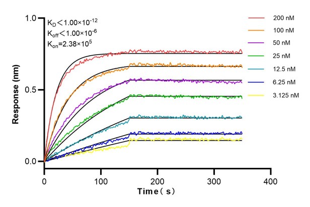 Affinity and Kinetic Characterization of 60085-1-Ig