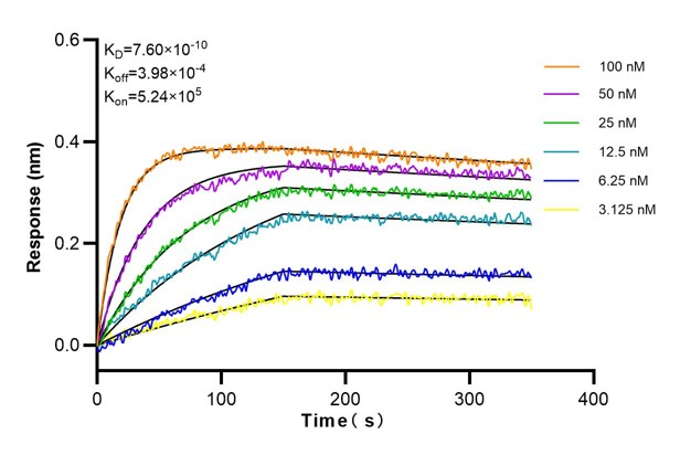 Affinity and Kinetic Characterization of 60085-2-Ig