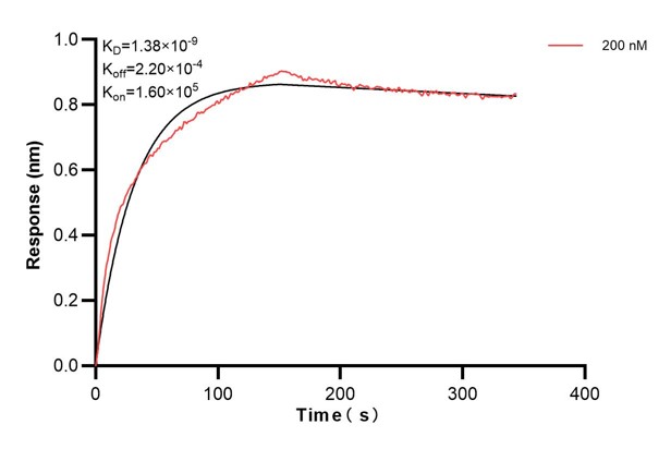 Biolayer interferometry (BLl) kinetic assay of 60200-1-Ig against Human ZAP70 was performed. The affinity constant is 1.38 nM. Affinity and Kinetic Characterization of 60200-1-Ig