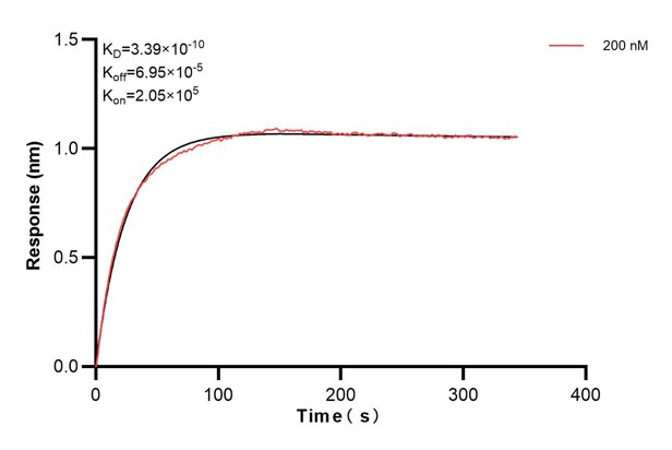 Biolayer interferometry (BLl) kinetic assay of <a class='green' href='/productredirect?CatalogNo=60224-3-Ig' target='_blank'>60224-3-Ig</a> against Human CD44 was performed. The affinity constant is 0.339 nM. Affinity and Kinetic Characterization of 60224-3-PBS