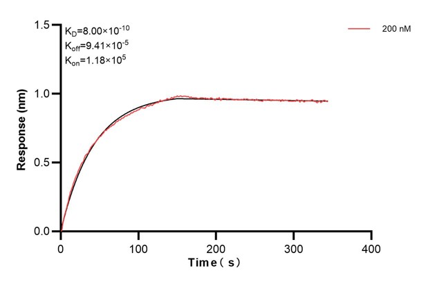 Biolayer interferometry (BLl) kinetic assay of <a class='green' href='/productredirect?CatalogNo=60224-4-Ig' target='_blank'>60224-4-Ig</a> against Human CD44 was performed. The affinity constant is 0.80 nM. Affinity and Kinetic Characterization of 60224-4-PBS