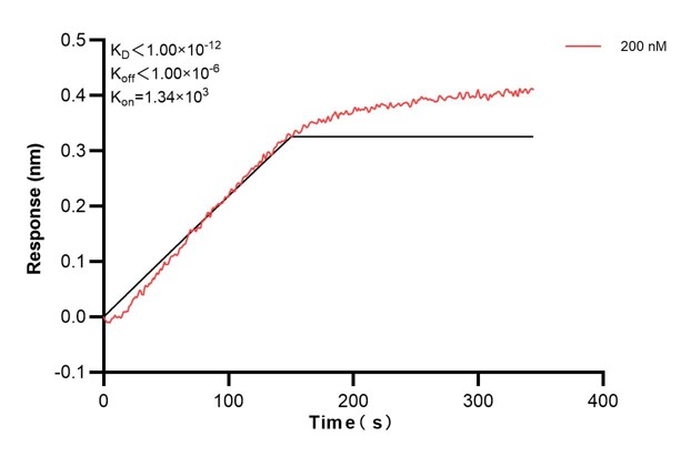 Biolayer interferometry (BLl) kinetic assays of <a class='green' href='/productredirect?CatalogNo=60416-1-Ig' target='_blank'>60416-1-Ig</a> against Human MTIF3 were performed. The affinity constant is below 1 pM. Affinity and Kinetic Characterization of 60416-1-PBS