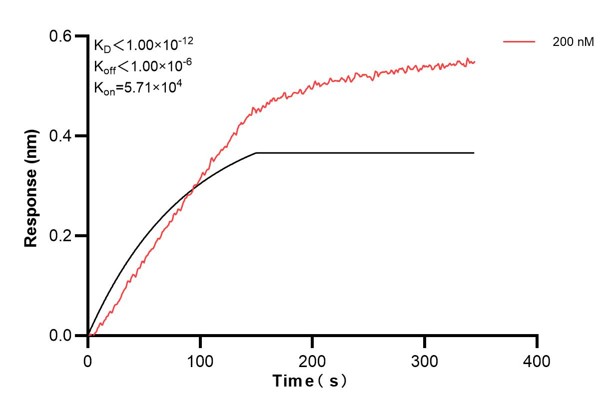 Biolayer interferometry (BLl) kinetic assays of <a class='green' href='/productredirect?CatalogNo=60416-2-Ig' target='_blank'>60416-2-Ig</a> against Human MTIF3 were performed. The affinity constant is below 1 pM. Affinity and Kinetic Characterization of 60416-2-PBS