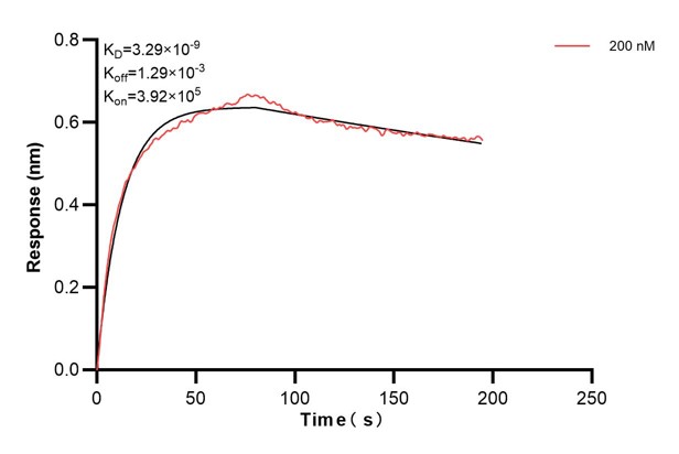 Biolayer interferometry (BLl) kinetic assays of <a class='green' href='/productredirect?CatalogNo=60427-4-Ig' target='_blank'>60427-4-Ig</a> against Human CLTA were performed. The affinity constant is 3.29 nM. Affinity and Kinetic Characterization of 60427-4-PBS