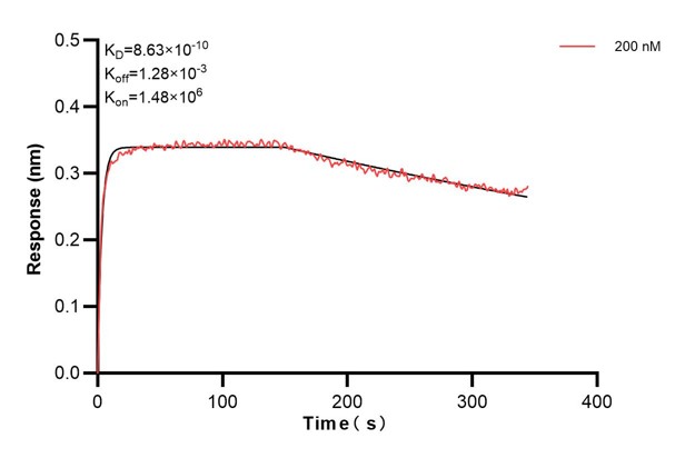 Biolayer interferometry (BLl) kinetic assays of <a class='green' href='/productredirect?CatalogNo=60428-1-Ig' target='_blank'>60428-1-Ig</a> against Human CLTA were performed. The affinity constant is 0.863 nM. Affinity and Kinetic Characterization of 60428-1-PBS
