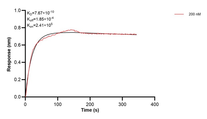 Affinity and Kinetic Characterization of 60454-1-PBS Affinity and Kinetic Characterization of 60454-1-PBS