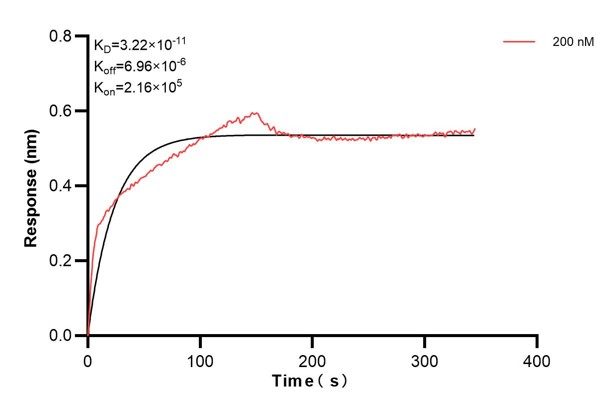 Biolayer interferometry (BLl) kinetic assay of <a class='green' href='/productredirect?CatalogNo=60455-1-Ig' target='_blank'>60455-1-Ig</a> against Human B3GAT1 was performed. The affinity constant is 32.2 pM. Affinity and Kinetic Characterization of 60455-1-PBS