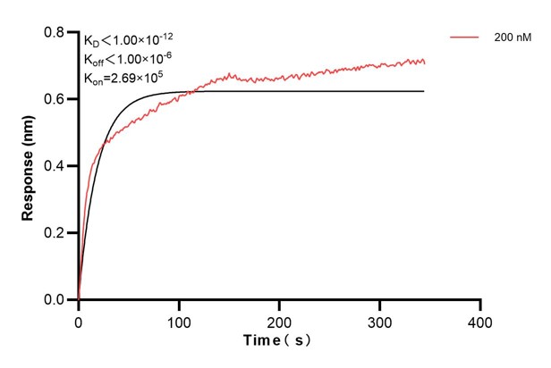 Biolayer interferometry (BLl) kinetic assay of <a class='green' href='/productredirect?CatalogNo=60455-2-Ig' target='_blank'>60455-2-Ig</a> against Human B3GAT1 was performed. The affinity constant is below 1 pM. Affinity and Kinetic Characterization of 60455-2-PBS