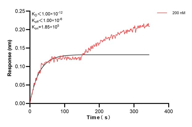 Biolayer interferometry (BLl) kinetic assay of <a class='green' href='/productredirect?CatalogNo=60459-3-Ig' target='_blank'>60459-3-Ig</a> against Human CPN1 was performed. The affinity constant is below 1 pM. Affinity and Kinetic Characterization of 60459-3-PBS