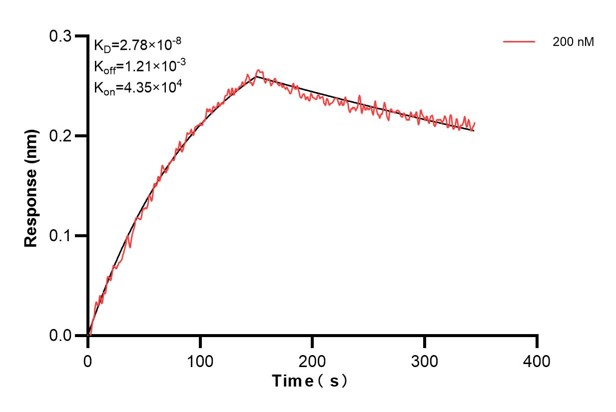 Biolayer interferometry (BLl) kinetic assay of <a class='green' href='/productredirect?CatalogNo=60486-2-Ig' target='_blank'>60486-2-Ig</a> against Human MRPL49 was performed. The affinity constant is 27.8 nM. Affinity and Kinetic Characterization of 60486-2-PBS