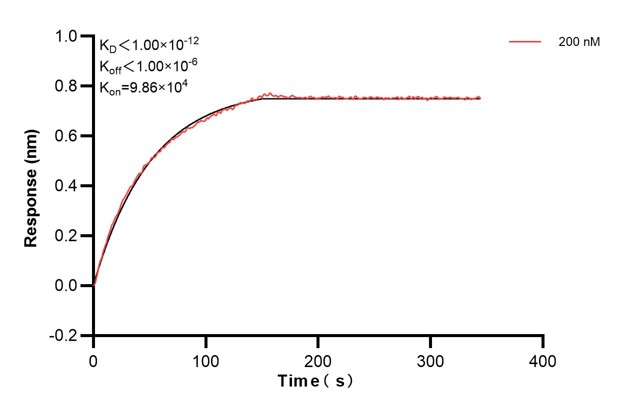 Biolayer interferometry (BLl) kinetic assay of <a class='green' href='/productredirect?CatalogNo=60502-1-Ig' target='_blank'>60502-1-Ig</a> against Human GCSH was performed. The affinity constant is below 1 pM. Affinity and Kinetic Characterization of 60502-1-PBS