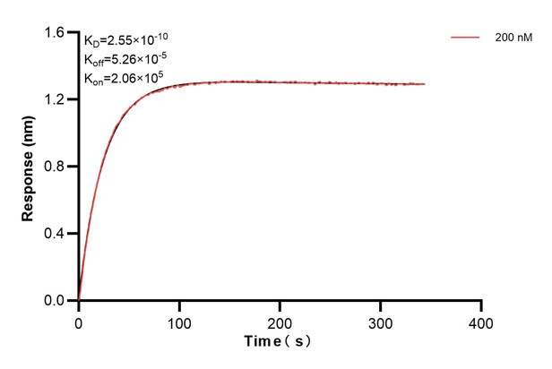 Biolayer interferometry (BLl) kinetic assays of <a class='green' href='/productredirect?CatalogNo=60511-2-Ig' target='_blank'>60511-2-Ig</a> against Human TCL1A were performed. The affinity constant is 0.255 nM. Affinity and Kinetic Characterization of 60511-2-PBS