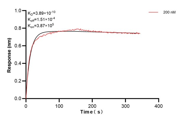 Biolayer interferometry (BLl) kinetic assay of <a class='green' href='/productredirect?CatalogNo=60576-1-Ig' target='_blank'>60576-1-Ig</a> against Human CYP2C9 was performed. The affinity constant is 0.389 nM. Affinity and Kinetic Characterization of 60576-1-PBS
