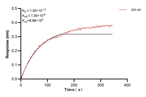 Biolayer interferometry (BLl) kinetic assay of <a class='green' href='/productredirect?CatalogNo=60586-2-Ig' target='_blank'>60586-2-Ig</a> against Human PTGIS was performed. The affinity constant is 1.51 nM. Affinity and Kinetic Characterization of 60586-2-PBS