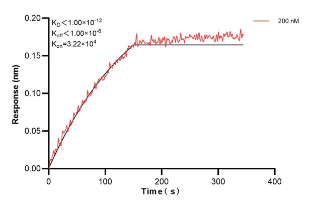 Biolayer interferometry (BLl) kinetic assay of <a class='green' href='/productredirect?CatalogNo=60586-3-Ig' target='_blank'>60586-3-Ig</a> against Human PTGIS was performed. The affinity constant is below 1 pM. Affinity and Kinetic Characterization of 60586-3-PBS