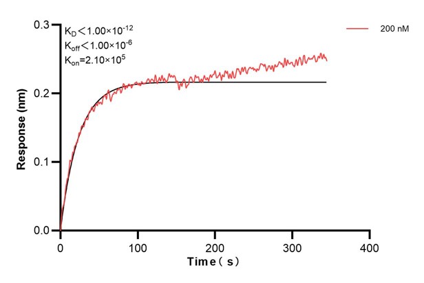 Biolayer interferometry (BLl) kinetic assay of <a class='green' href='/productredirect?CatalogNo=60589-2-Ig' target='_blank'>60589-2-Ig</a> against Human RPN1 was performed. The affinity constant is below 1 pM.. Affinity and Kinetic Characterization of 60589-2-PBS