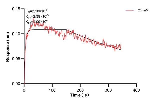 Biolayer interferometry (BLl) kinetic assay of <a class='green' href='/productredirect?CatalogNo=60589-3-Ig' target='_blank'>60589-3-Ig</a> against Human RPN1 was performed. The affinity constant is 2.18 nM.. Affinity and Kinetic Characterization of 60589-3-PBS