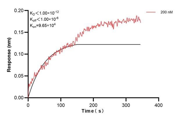 Biolayer interferometry (BLl) kinetic assay of <a class='green' href='/productredirect?CatalogNo=60590-2-Ig' target='_blank'>60590-2-Ig</a> against Human RPS16 was performed. The affinity constant is below 1 pM. Affinity and Kinetic Characterization of 60590-2-PBS