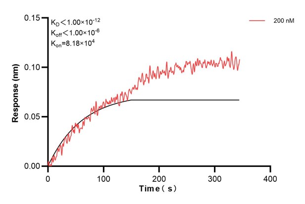 Biolayer interferometry (BLl) kinetic assay of <a class='green' href='/productredirect?CatalogNo=60590-4-Ig' target='_blank'>60590-4-Ig</a> against Human RPS16 was performed. The affinity constant is below 1 pM. Affinity and Kinetic Characterization of 60590-4-PBS