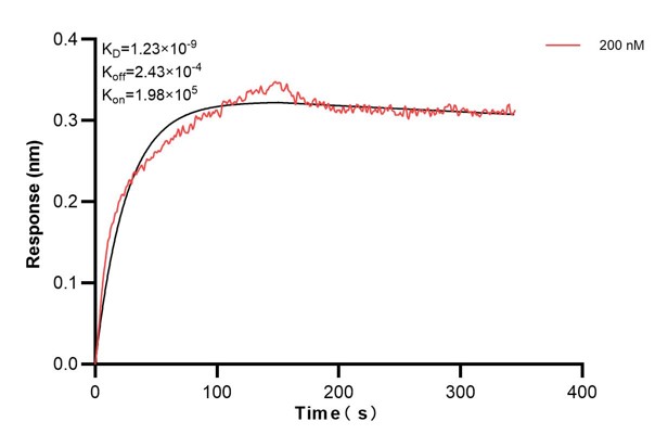 Biolayer interferometry (BLl) kinetic assay of <a class='green' href='/productredirect?CatalogNo=60593-2-Ig' target='_blank'>60593-2-Ig</a> against Human SERCA2/ATP2A2  was performed. The affinity constant is 1.23 nM. Affinity and Kinetic Characterization of 60593-2-PBS