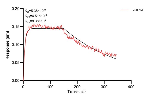Biolayer interferometry (BLl) kinetic assay of <a class='green' href='/productredirect?CatalogNo=60593-3-Ig' target='_blank'>60593-3-Ig</a> against Human SERCA2/ATP2A2  was performed. The affinity constant is 5.38 nM. Affinity and Kinetic Characterization of 60593-3-PBS