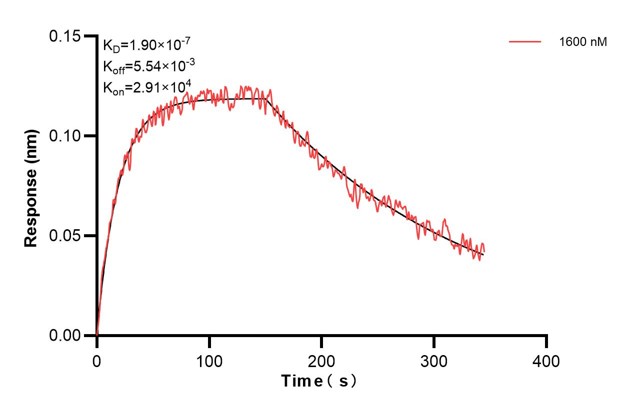 Biolayer interferometry (BLl) kinetic assay of <a class='green' href='/productredirect?CatalogNo=60593-4-Ig' target='_blank'>60593-4-Ig</a> against Human SERCA2/ATP2A2  was performed. The affinity constant is 190 nM. Affinity and Kinetic Characterization of 60593-4-PBS
