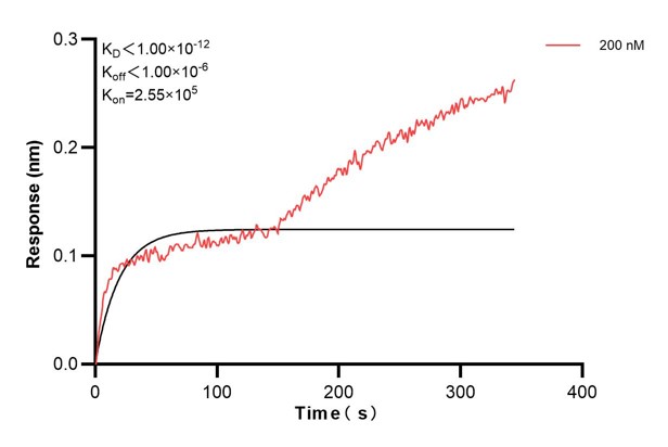 Biolayer interferometry (BLl) kinetic assay of <a class='green' href='/productredirect?CatalogNo=60595-1-Ig' target='_blank'>60595-1-Ig</a> against Human PCSK6 was performed. The affinity constant is below 1 pM.. Affinity and Kinetic Characterization of 60595-1-PBS