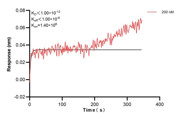 Biolayer interferometry (BLl) kinetic assay of <a class='green' href='/productredirect?CatalogNo=60595-2-Ig' target='_blank'>60595-2-Ig</a> against Human PCSK6 was performed. The affinity constant is below 1 pM.. Affinity and Kinetic Characterization of 60595-2-PBS