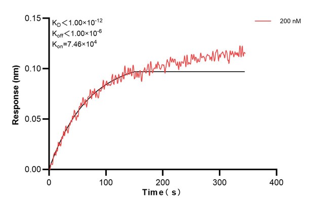 Affinity and Kinetic Characterization of 60640-1-PBS