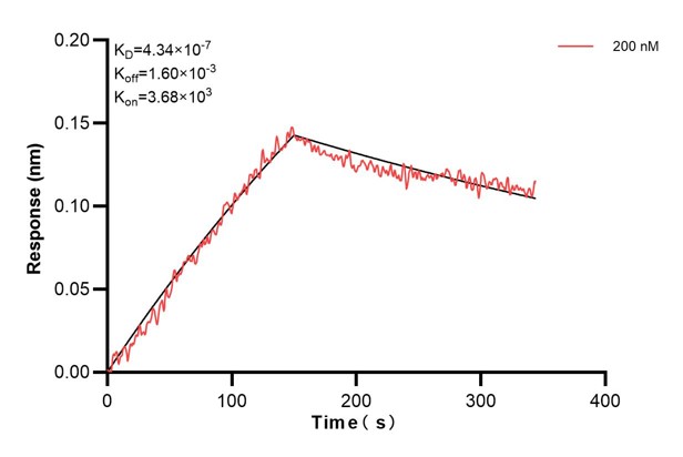 Biolayer interferometry (BLl) kinetic assay of <a class='green' href='/productredirect?CatalogNo=60642-1-Ig' target='_blank'>60642-1-Ig</a> against Human EDN3 was performed. The affinity constant is 434 nM.. Affinity and Kinetic Characterization of 60642-1-PBS