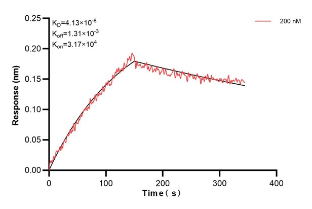 Biolayer interferometry (BLl) kinetic assay of <a class='green' href='/productredirect?CatalogNo=60642-3-Ig' target='_blank'>60642-3-Ig</a> against Human EDN3 was performed. The affinity constant is 41.3 nM.. Affinity and Kinetic Characterization of 60642-3-PBS