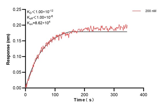 Biolayer interferometry (BLl) kinetic assay of <a class='green' href='/productredirect?CatalogNo=60651-1-Ig' target='_blank'>60651-1-Ig</a> against Human FMO3 was performed. The affinity constant is below 1 pM. Affinity and Kinetic Characterization of 60651-1-PBS