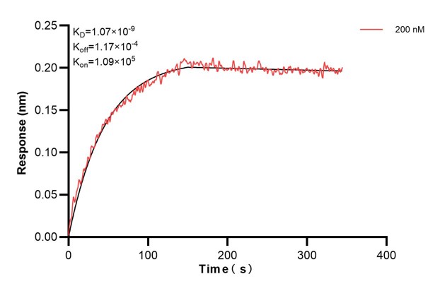 Biolayer interferometry (BLl) kinetic assay of <a class='green' href='/productredirect?CatalogNo=60651-2-Ig' target='_blank'>60651-2-Ig</a> against Human FMO3 was performed. The affinity constant is 1.07 nM. Affinity and Kinetic Characterization of 60651-2-PBS