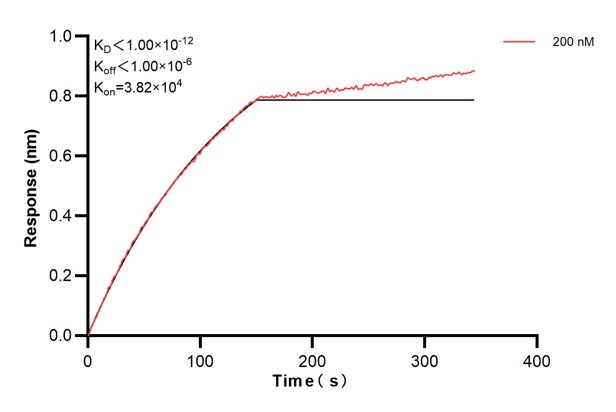 Biolayer interferometry (BLl) kinetic assays of <a class='green' href='/productredirect?CatalogNo=60656-1-Ig' target='_blank'>60656-1-Ig</a> against Human CCDC21 were performed. The affinity constant is below 1 pM. Affinity and Kinetic Characterization of 60656-1-PBS