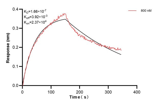 Biolayer interferometry (BLl) kinetic assays of <a class='green' href='/productredirect?CatalogNo=60656-2-Ig' target='_blank'>60656-2-Ig</a> against Human CCDC21 were performed. The affinity constant is 166 nM. Affinity and Kinetic Characterization of 60656-2-PBS