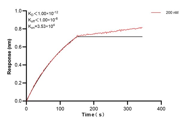 Biolayer interferometry (BLl) kinetic assays of <a class='green' href='/productredirect?CatalogNo=60656-3-Ig' target='_blank'>60656-3-Ig</a> against Human CCDC21 were performed. The affinity constant is below 1 pM. Affinity and Kinetic Characterization of 60656-3-PBS