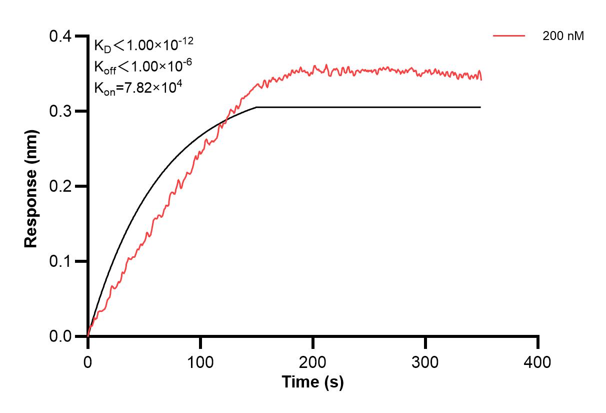 Affinity and Kinetic Characterization of 60664-3-PBS Affinity and Kinetic Characterization of 60664-3-PBS