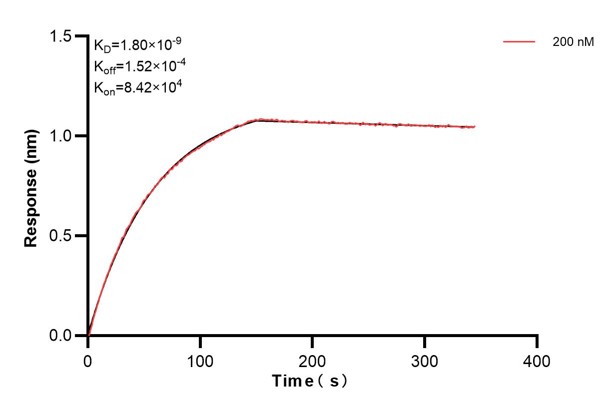 Biolayer interferometry (BLl) kinetic assay of <a class='green' href='/productredirect?CatalogNo=60686-1-Ig' target='_blank'>60686-1-Ig</a> against Human EXT2 was performed. The affinity constant is 1.80 nM.. Affinity and Kinetic Characterization of 60686-1-PBS