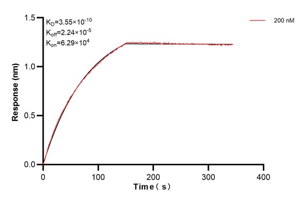 Biolayer interferometry (BLl) kinetic assay of <a class='green' href='/productredirect?CatalogNo=60686-2-Ig' target='_blank'>60686-2-Ig</a> against Human EXT2 was performed. The affinity constant is 0.355 nM.. Affinity and Kinetic Characterization of 60686-2-PBS