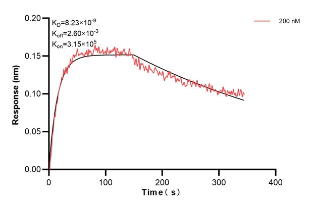 Biolayer interferometry (BLl) kinetic assay of <a class='green' href='/productredirect?CatalogNo=60695-3-Ig' target='_blank'>60695-3-Ig</a> against Human MBP was performed. The affinity constant is 8.23 nM.. Affinity and Kinetic Characterization of 60695-3-PBS