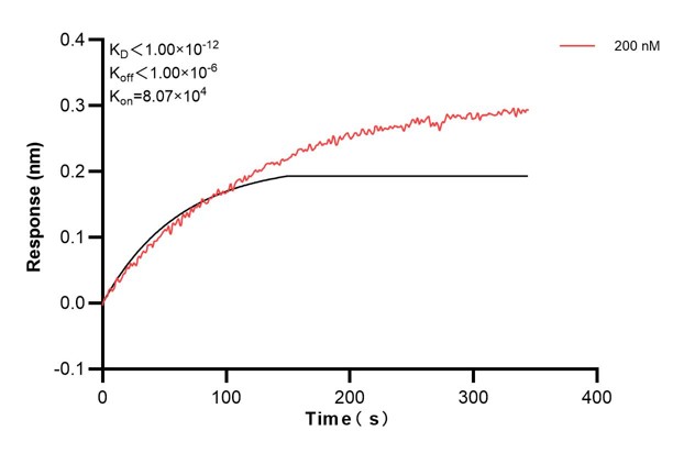 Biolayer interferometry (BLl) kinetic assay of <a class='green' href='/productredirect?CatalogNo=60703-1-Ig' target='_blank'>60703-1-Ig</a> against Human DST was performed. The affinity constant is below 1 pM. Affinity and Kinetic Characterization of 60703-1-PBS