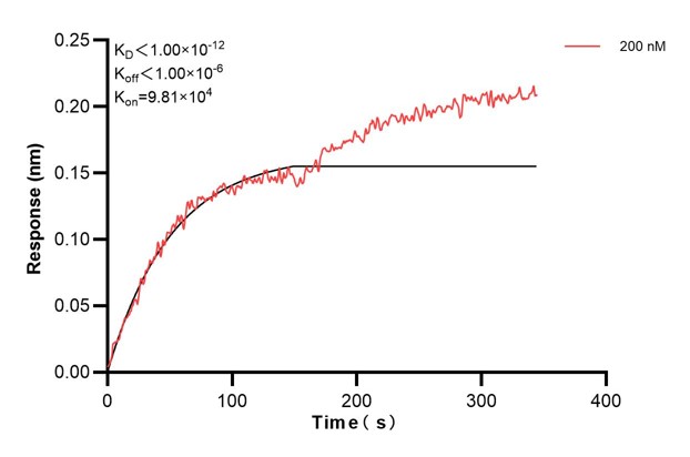 Biolayer interferometry (BLl) kinetic assay of <a class='green' href='/productredirect?CatalogNo=60703-2-Ig' target='_blank'>60703-2-Ig</a> against Human DST was performed. The affinity constant is below 1 pM. Affinity and Kinetic Characterization of 60703-2-PBS