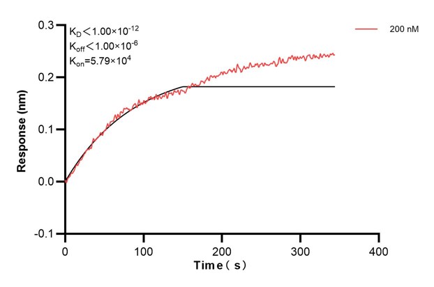 Biolayer interferometry (BLl) kinetic assay of <a class='green' href='/productredirect?CatalogNo=60703-3-Ig' target='_blank'>60703-3-Ig</a> against Human DST was performed. The affinity constant is below 1 pM. Affinity and Kinetic Characterization of 60703-3-PBS