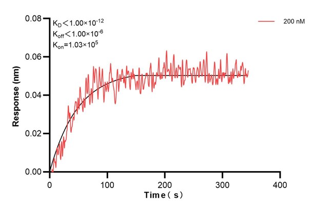 Biolayer interferometry (BLl) kinetic assay of <a class='green' href='/productredirect?CatalogNo=60703-4-Ig' target='_blank'>60703-4-Ig</a> against Human DST was performed. The affinity constant is 1.51 nM. Affinity and Kinetic Characterization of 60703-4-PBS