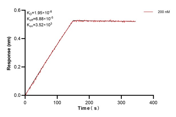 Biolayer interferometry (BLl) kinetic assays of <a class='green' href='/productredirect?CatalogNo=60705-4-Ig' target='_blank'>60705-4-Ig</a> against Human GBP4 were performed. The affinity constant is 19.5 nM. Affinity and Kinetic Characterization of 60705-4-PBS